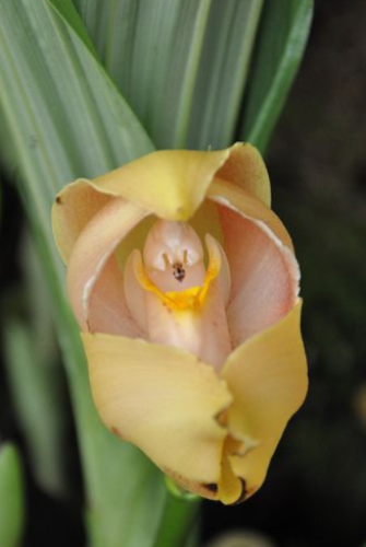 Orquídeas bebe no berço