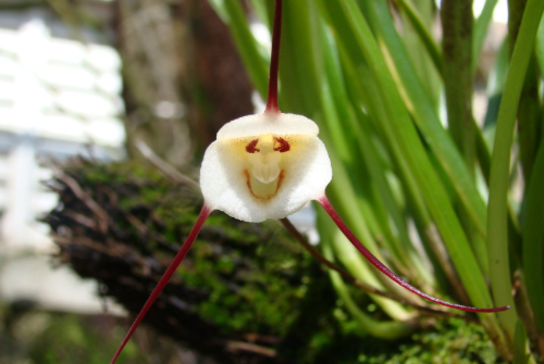 Orquídeas cara de macaco