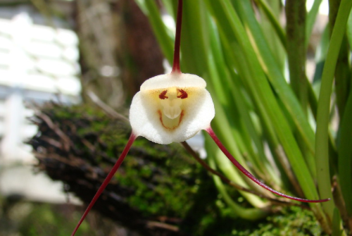 Orquídeas em Monte Verde – Suiça Mineira